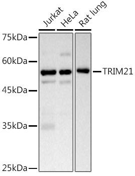 TRIM21 Antibody in Western Blot (WB)