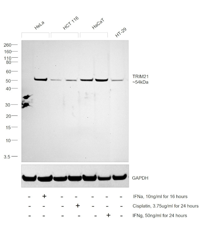 TRIM21 Antibody in Western Blot (WB)