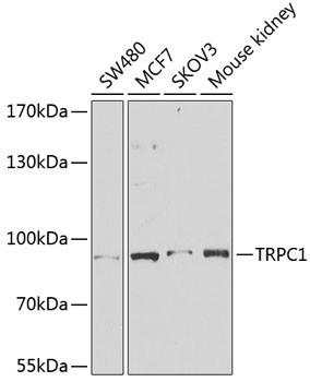 TRPC1 Antibody in Western Blot (WB)