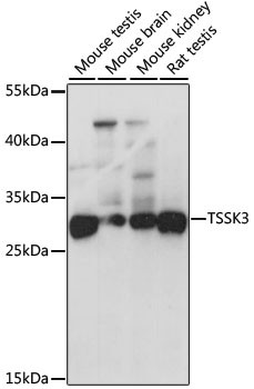 TSSK3 Antibody in Western Blot (WB)