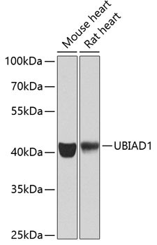 UBIAD1 Antibody in Western Blot (WB)