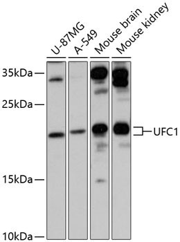 UFC1 Antibody in Western Blot (WB)