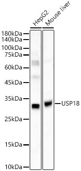 USP18 Antibody in Western Blot (WB)