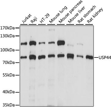 USP44 Antibody in Western Blot (WB)