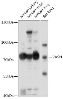 VASN Antibody in Western Blot (WB)