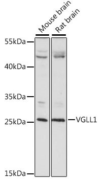 VGLL1 Antibody in Western Blot (WB)