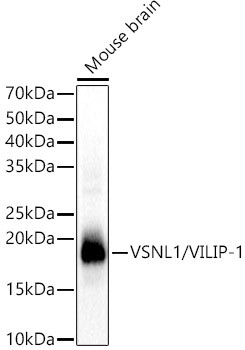 VSNL1 Antibody in Western Blot (WB)