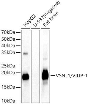 VSNL1 Antibody in Western Blot (WB)