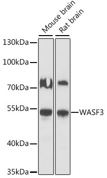 WASF3 Antibody in Western Blot (WB)