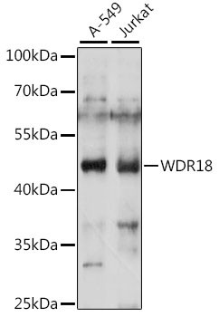 WDR18 Antibody in Western Blot (WB)