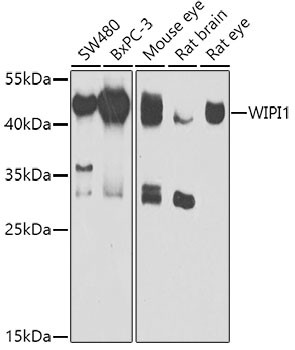 WIPI1 Antibody in Western Blot (WB)