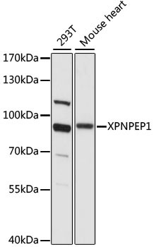 XPNPEP1 Antibody in Western Blot (WB)