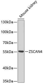 ZSCAN4C Antibody in Western Blot (WB)