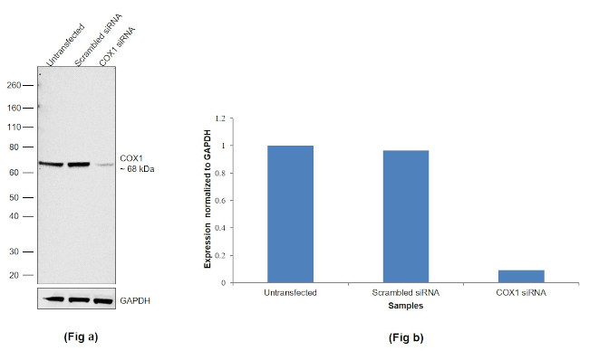 COX1 Antibody