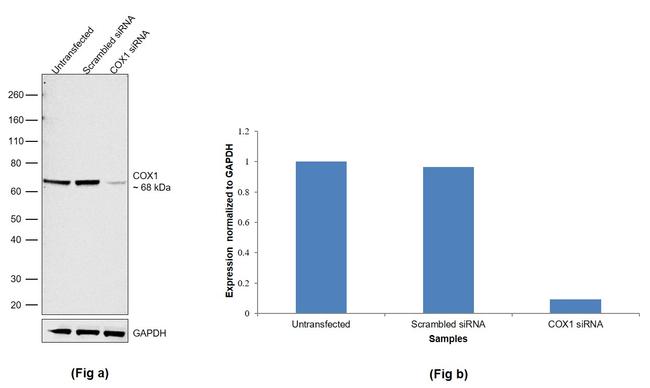 COX1 Antibody in Western Blot (WB)