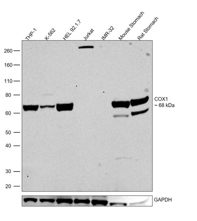 COX1 Antibody in Western Blot (WB)