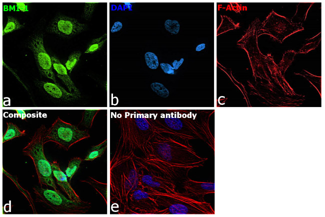 BMI-1 Antibody in Immunocytochemistry (ICC/IF)