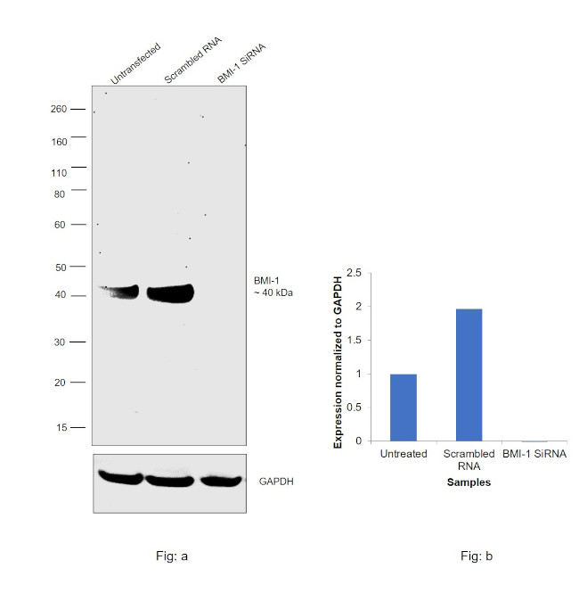 BMI-1 Antibody