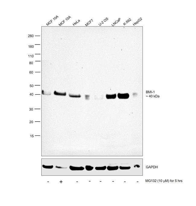 BMI-1 Antibody in Western Blot (WB)