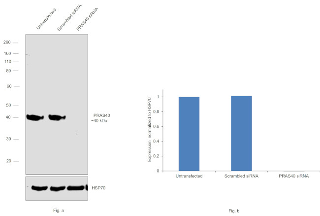 PRAS40 Antibody