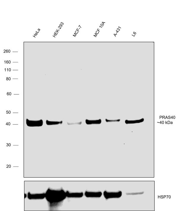 PRAS40 Antibody in Western Blot (WB)