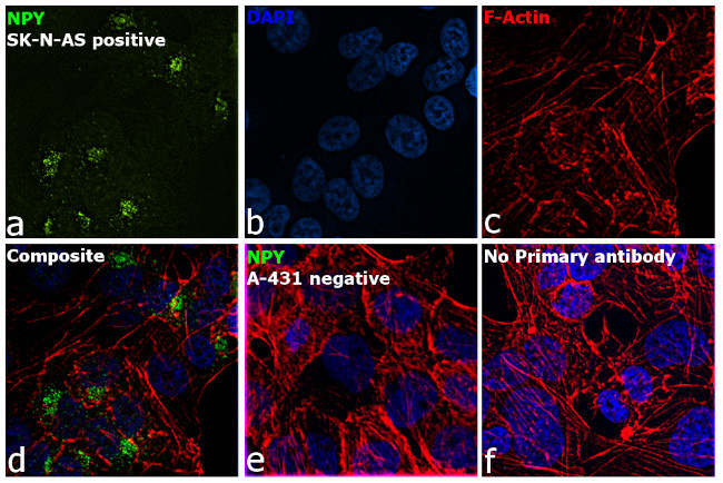 NPY Antibody in Immunocytochemistry (ICC/IF)