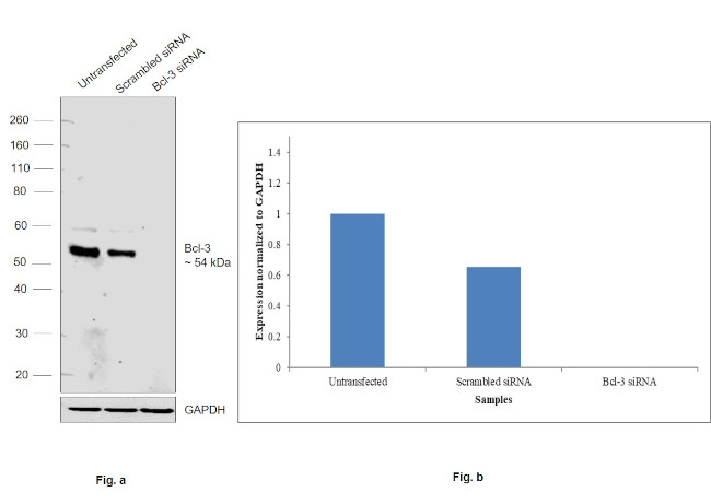 Bcl-3 Antibody in Western Blot (WB)