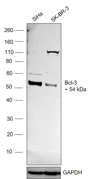 Bcl-3 Antibody in Western Blot (WB)
