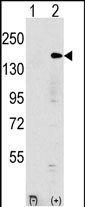 EHMT1 Antibody in Western Blot (WB)