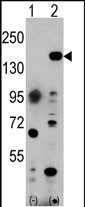 EHMT1 Antibody in Western Blot (WB)