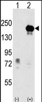 EHMT1 Antibody in Western Blot (WB)