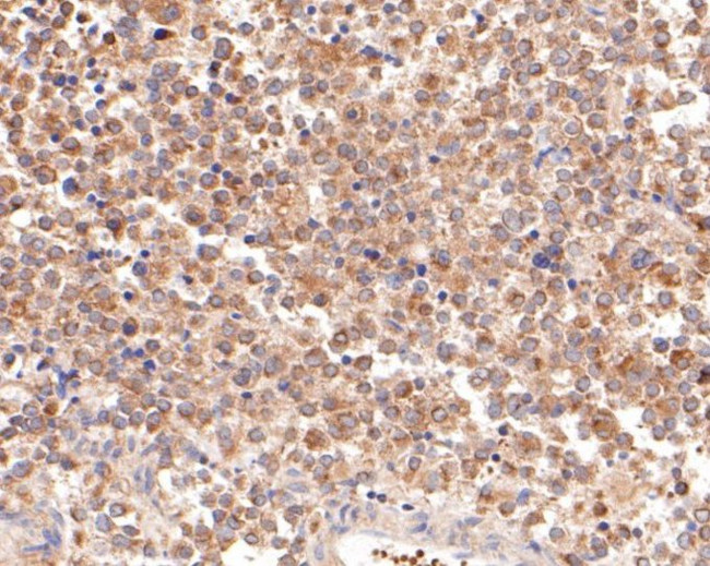 Follicle Stimulating Hormone Antibody in Immunohistochemistry (Paraffin) (IHC (P))