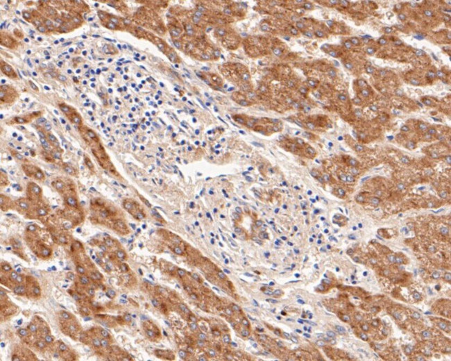 Follicle Stimulating Hormone Antibody in Immunohistochemistry (Paraffin) (IHC (P))