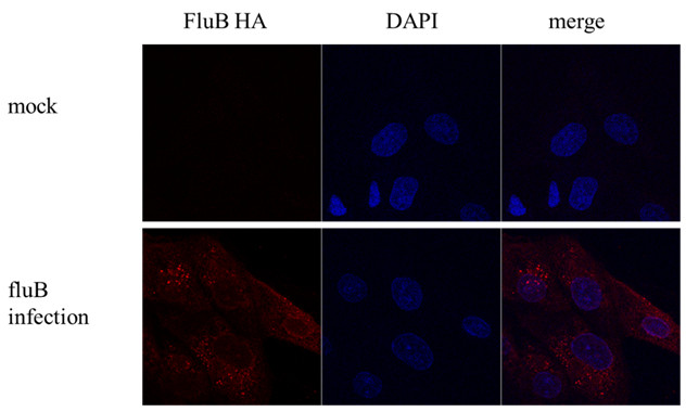 Influenza B HA Antibody in Immunocytochemistry (ICC/IF)