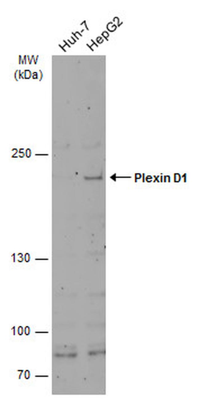 PLXND1 Antibody in Western Blot (WB)