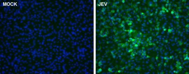 Japanese Encephalitis Virus NS5 Antibody in Immunocytochemistry (ICC/IF)