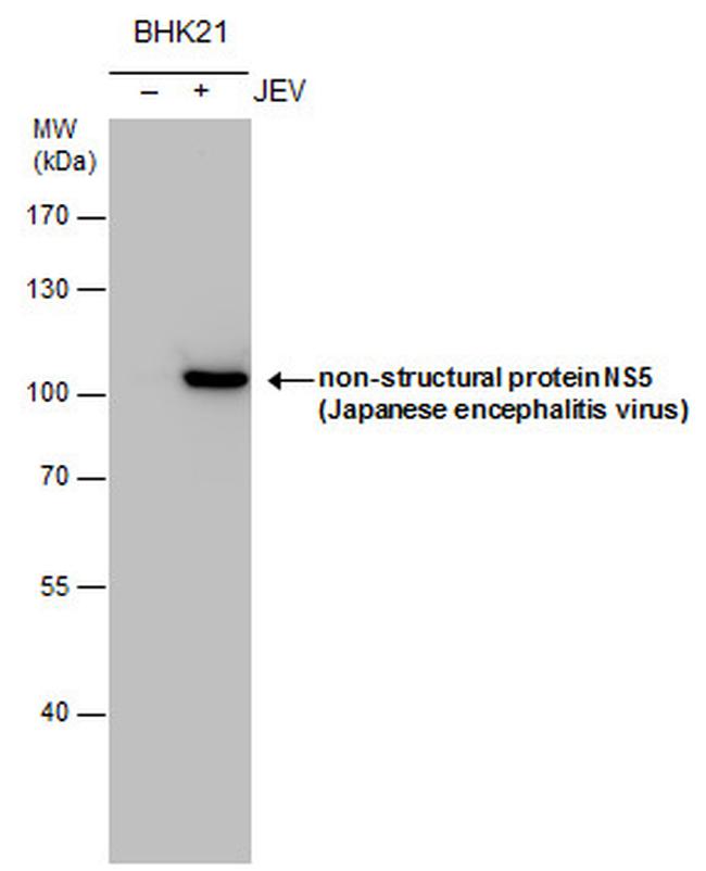 Japanese Encephalitis Virus NS5 Antibody in Western Blot (WB)