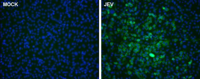 Japanese Encephalitis Virus NS5 Antibody in Immunocytochemistry (ICC/IF)