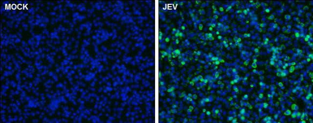 Japanese Encephalitis Virus NS1 Antibody in Immunocytochemistry (ICC/IF)