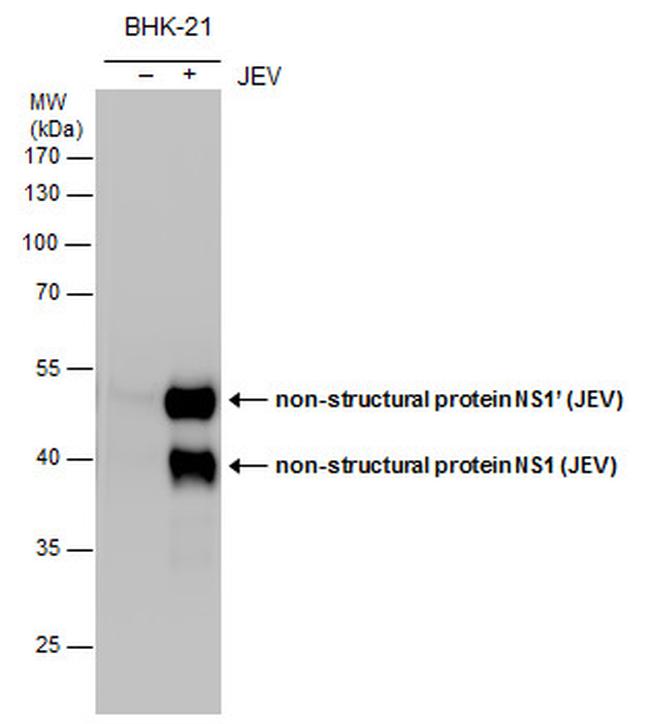 Japanese Encephalitis Virus NS1 Antibody in Western Blot (WB)