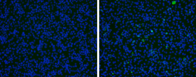 Japanese Encephalitis Virus prM Protein Antibody in Immunocytochemistry (ICC/IF)