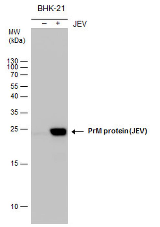 Japanese Encephalitis Virus prM Protein Antibody in Western Blot (WB)