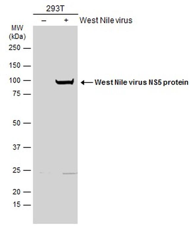 West Nile Virus NS5 Protein Antibody in Western Blot (WB)