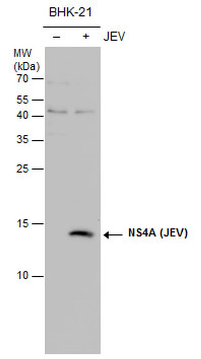 Japanese Encephalitis Virus NS4A Antibody in Western Blot (WB)