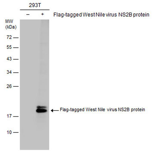 West Nile Virus NS2B Protein Antibody in Western Blot (WB)