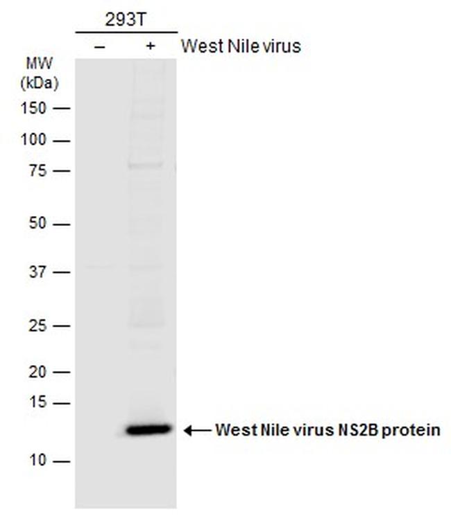West Nile Virus NS2B Protein Antibody in Western Blot (WB)