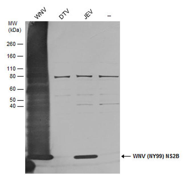 West Nile Virus NS2B Protein Antibody in Western Blot (WB)