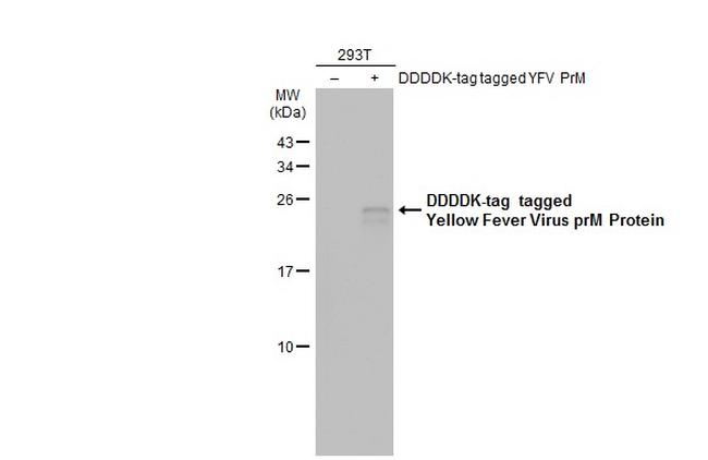 Yellow Fever Virus prM Antibody in Western Blot (WB)