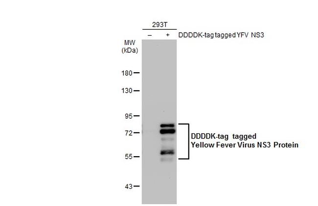 Yellow Fever Virus NS3 Antibody in Western Blot (WB)