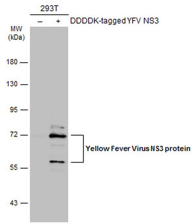 Yellow Fever Virus NS3 Antibody in Western Blot (WB)